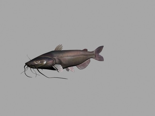 3d channel catfish - catfish by Sleepless Creations